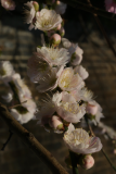Prunus mume 'Omoi-no-mama' RCP12-2015 (117).JPG